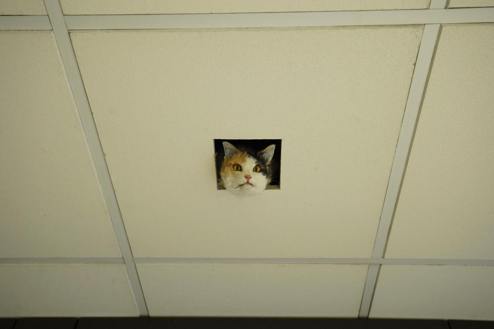 Eva & Franco Mattes, Ceiling Cat, 2016, 6th Athens Biennale 2018 ANTI, photo by Nysos Vasilopoulos